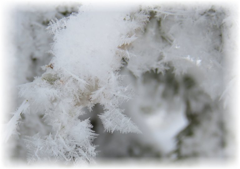 close up feathery hoarfrost.JPG