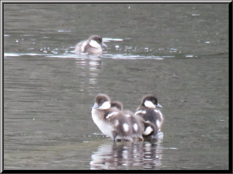 close up 3 bufflehead ducklings sitting on log 1 swimming.JPG