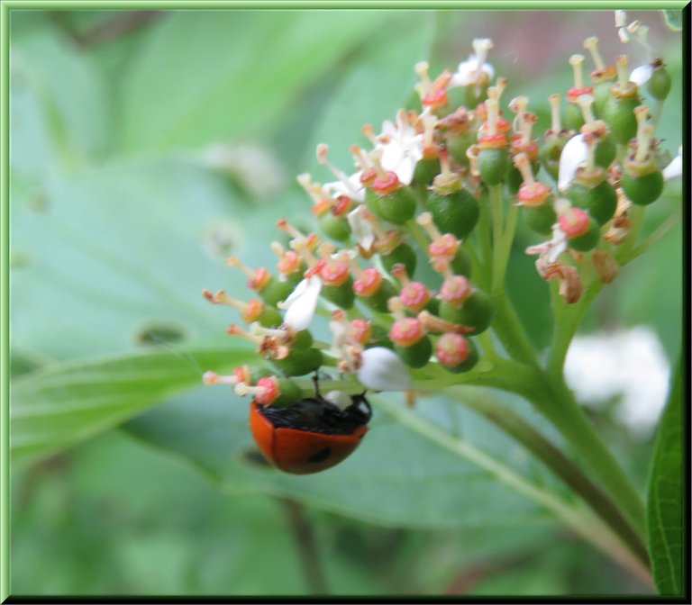 close up lady bug on partially open dogwood blossom.JPG