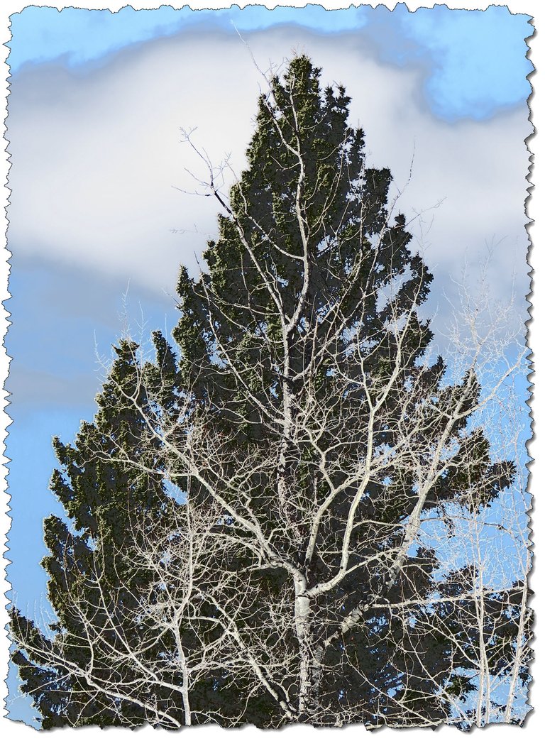 fine lines of poplar accented by background of large spruce tree filter brightens.JPG