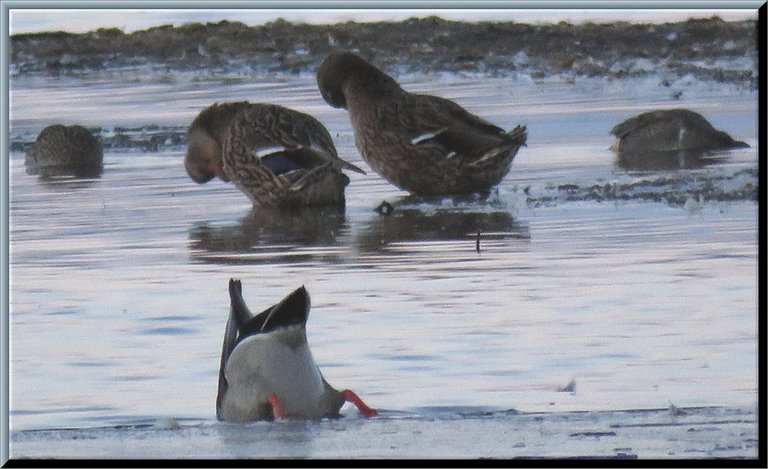 3 ducks feeding 2 ducks grooming.JPG