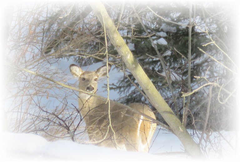 sunlight on Whitetail deer looking back at us frosted.JPG
