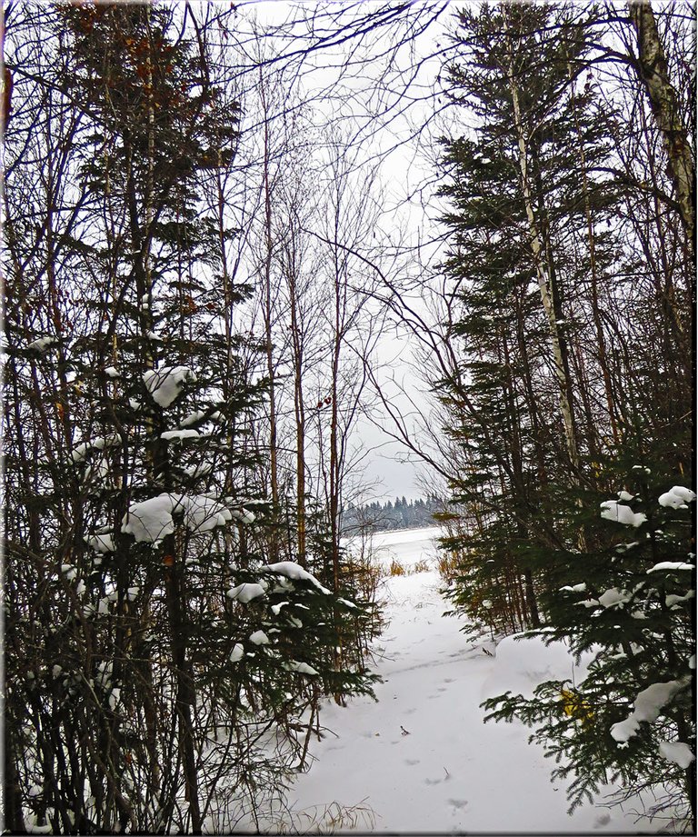 snowy trail to Clearwater lake with rabbit tracks.JPG