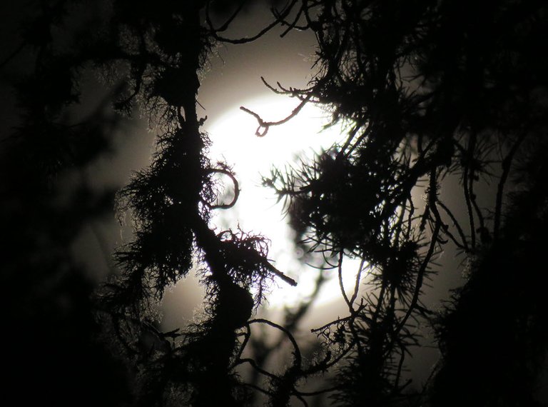 mossy banches in front of full moon.JPG