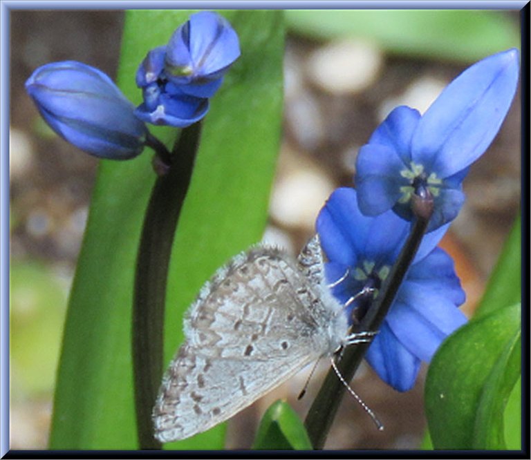 closeup butterfly on Siberian Squill flower.jpg