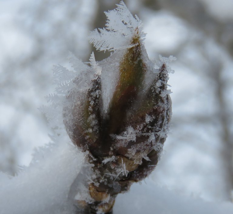3 poplar buds iced and with feathered hoarfrost on them.JPG