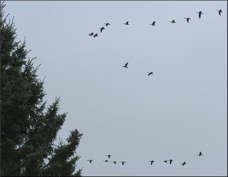 flock and line of Canada Geese flying towards evergreen tree.JPG