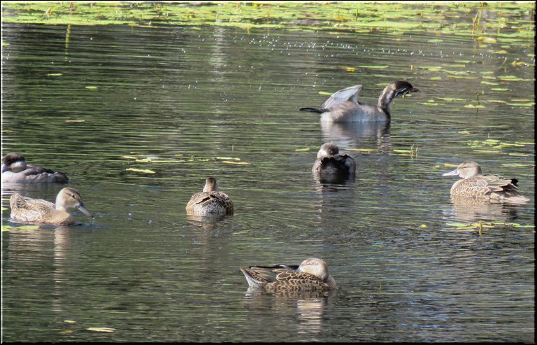 Juvenile Grebe Stretching Leg While Swimming Among Bufflehead and Teal Mature Ducklings.JPG
