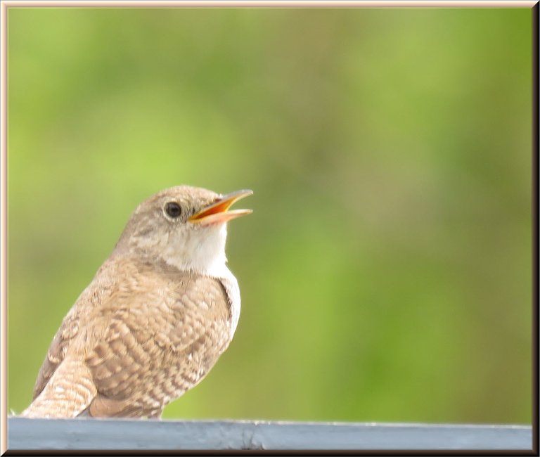 close up house wren beak open singing.JPG