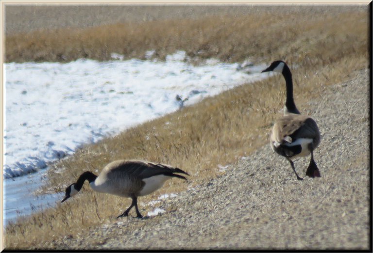 close up of 2 geese walking by puddle by road.JPG