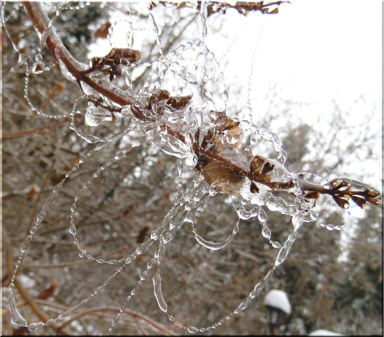spider web on lilac branch jewelled with frozen raindrops.JPG