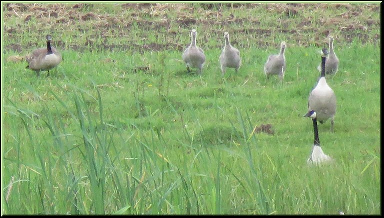 family of geese with older goslings looking at me from distant shore.JPG