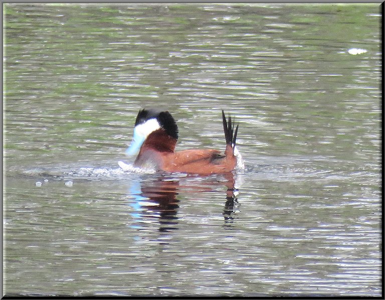 ruddy duck splashing beak in water.JPG