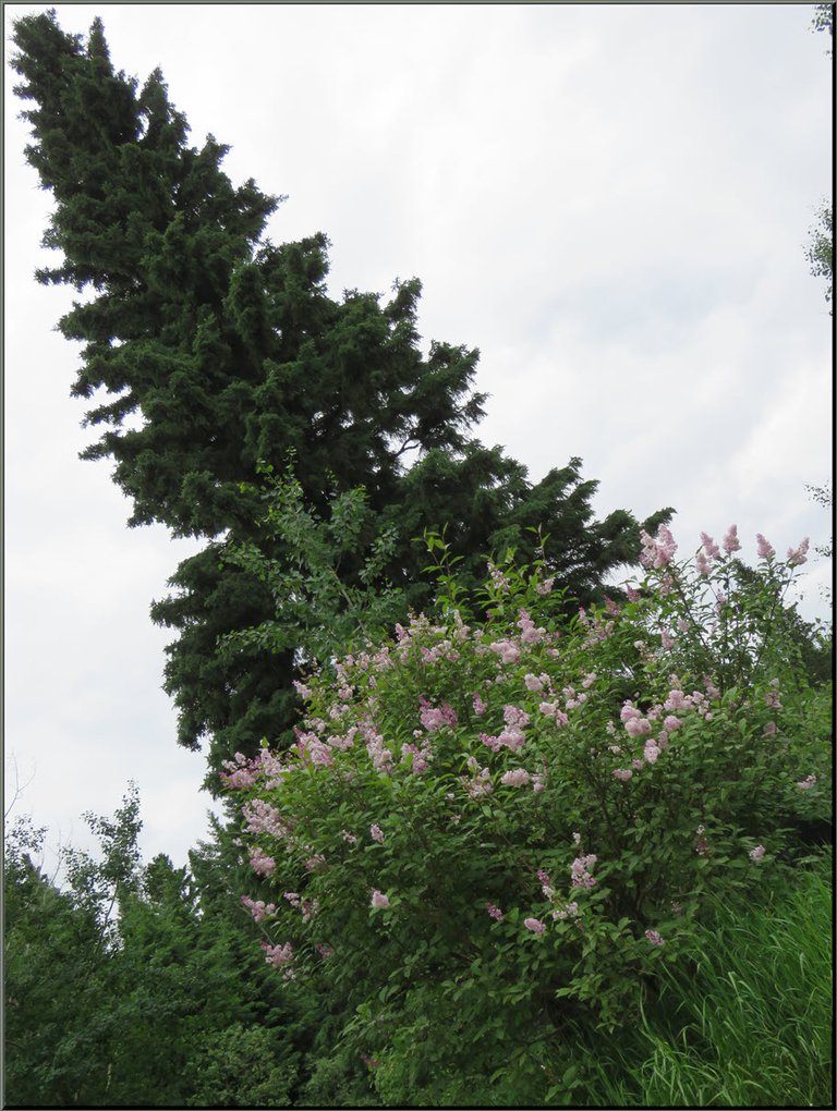 lilacs by big spruce looking up towering evergreen.JPG