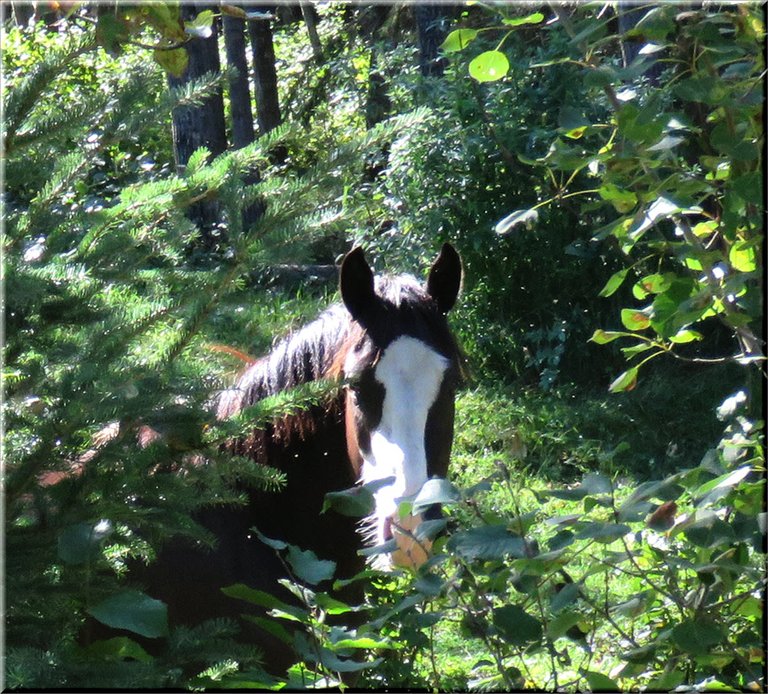 white faced horse peeking through bushes.JPG