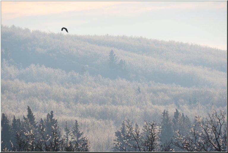 raven flying over hill covered with frosted trees.JPG