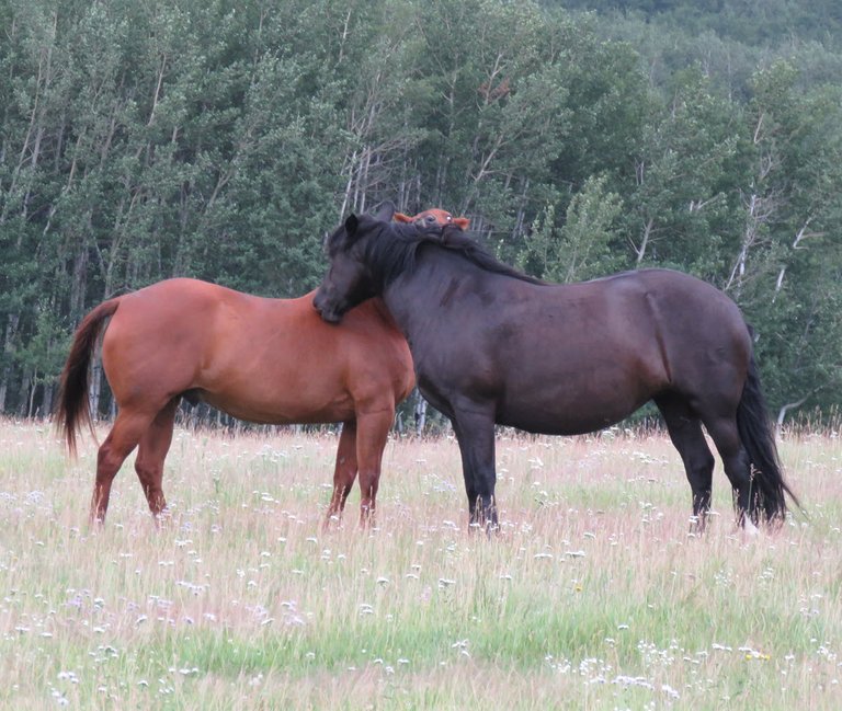 close up 2 horse buddies giving each other backscratch.JPG