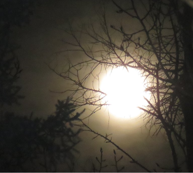 bright full moon behind maple branches.JPG