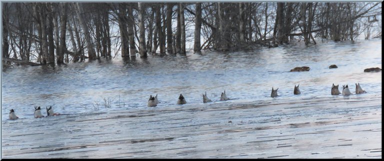 13 ducks in a line bottoms up feeding.JPG