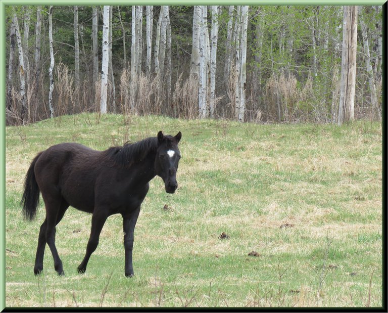 Dougs yearling horse walking towards me.JPG