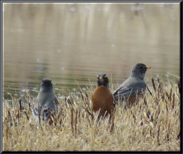 wonderful picture 3 robins by water one with quite a look.JPG
