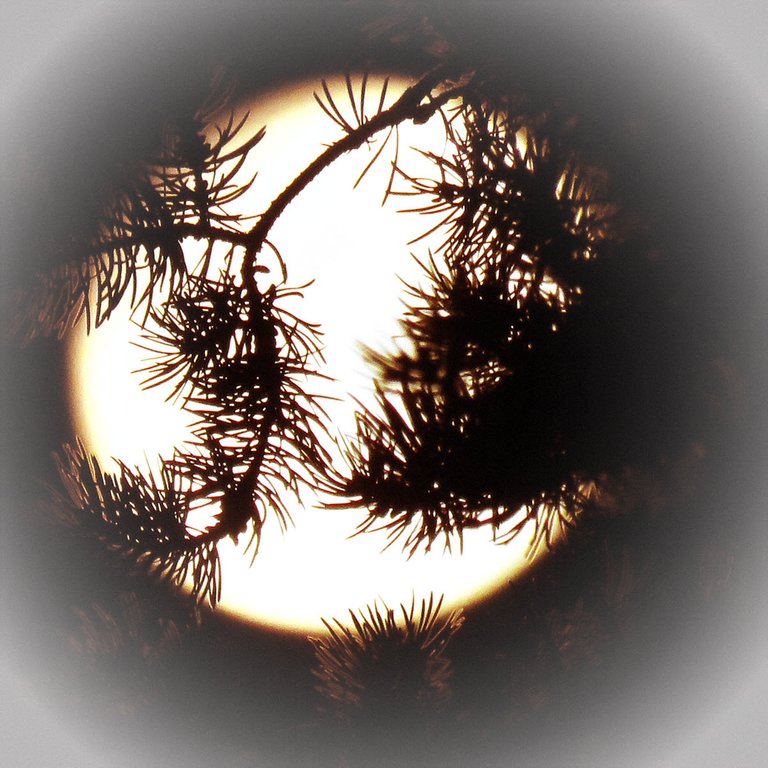 creative shot close up full moon with pine branches in front.JPG