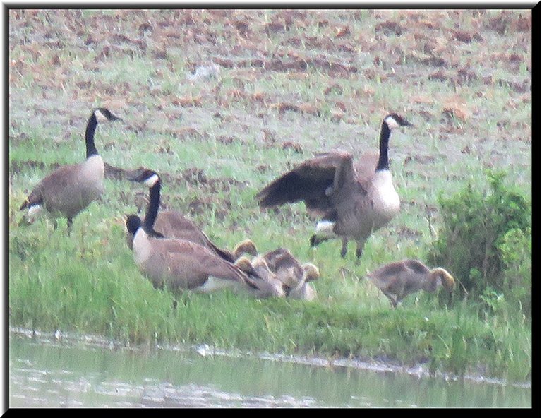 4 geese on shore male stretching wings 4 bigger goslings.JPG