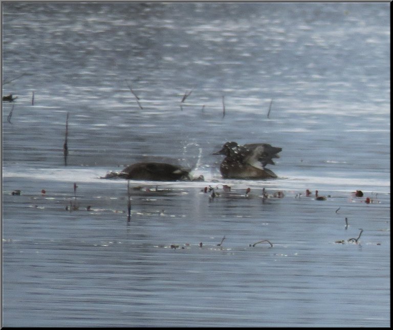 bufflehead ducks splashing in water.JPG