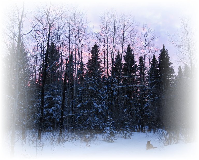 pink of sunset on clouds behind snowy trees by road with Bruno on it.JPG