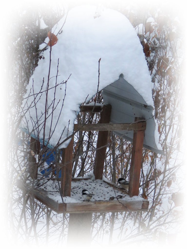 2 chickadees on snow cap feeder.JPG
