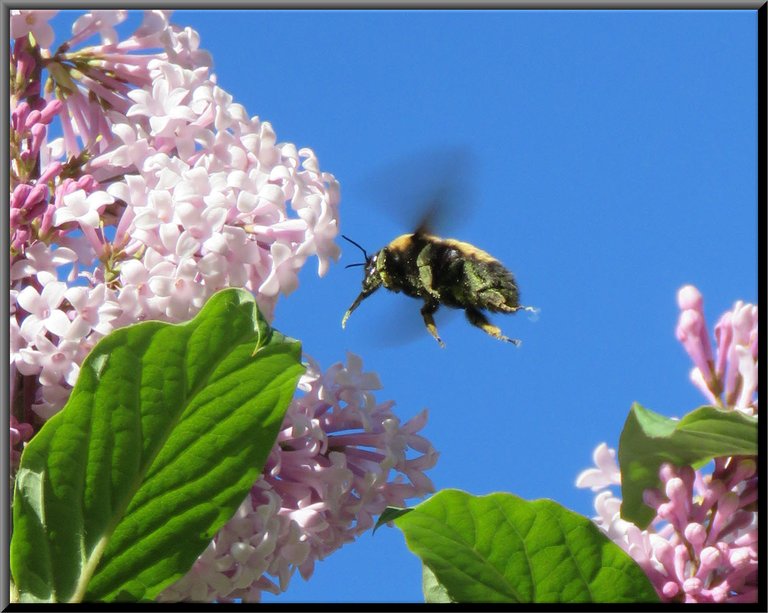 underside of rusty patched bumblebee flying by lilac bloom.JPG