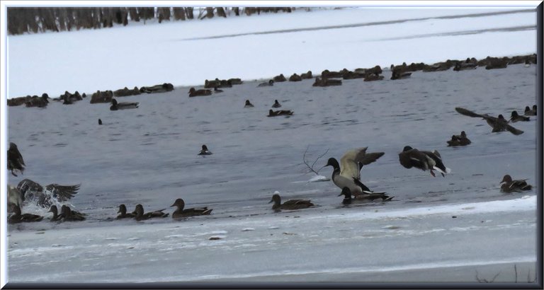 duck flying in among other ducks swimming in icy water.JPG