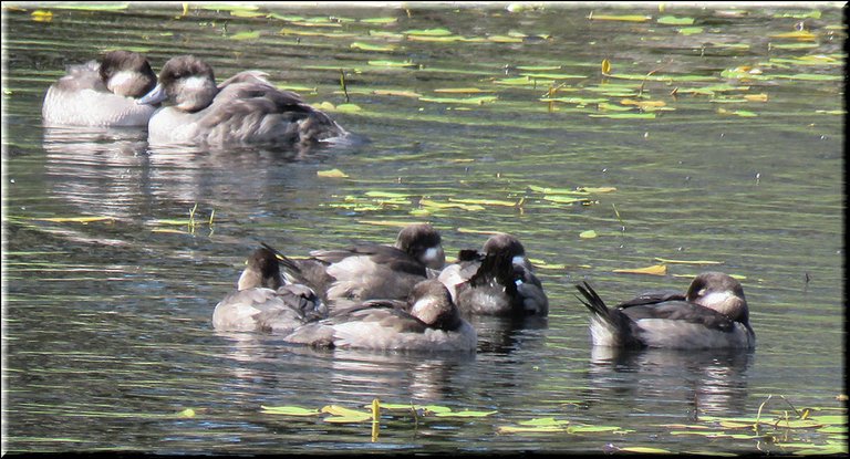 bufflehead mature ducklings resting on pond.JPG