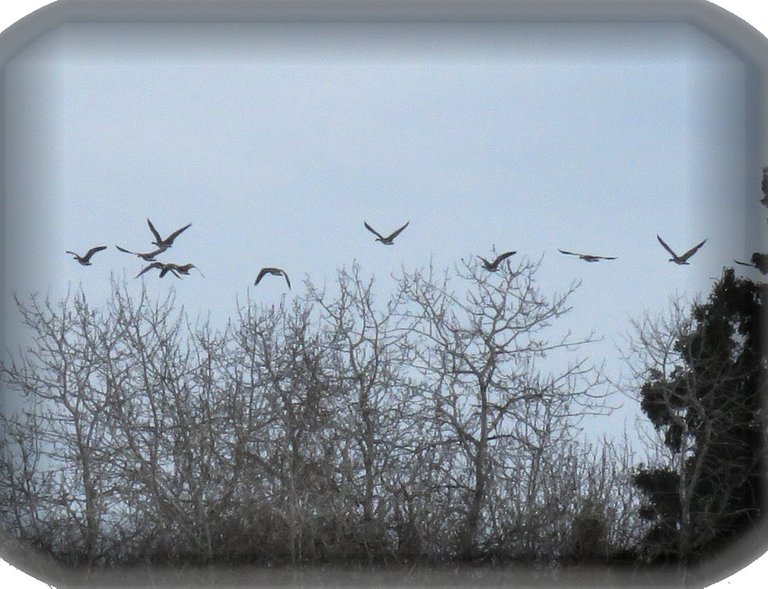 flock of geese flying close over poplar tree tops.JPG