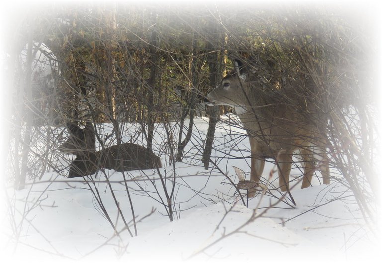 Doe looking in the distance her young one is silhouetted in deep snow frosted.JPG