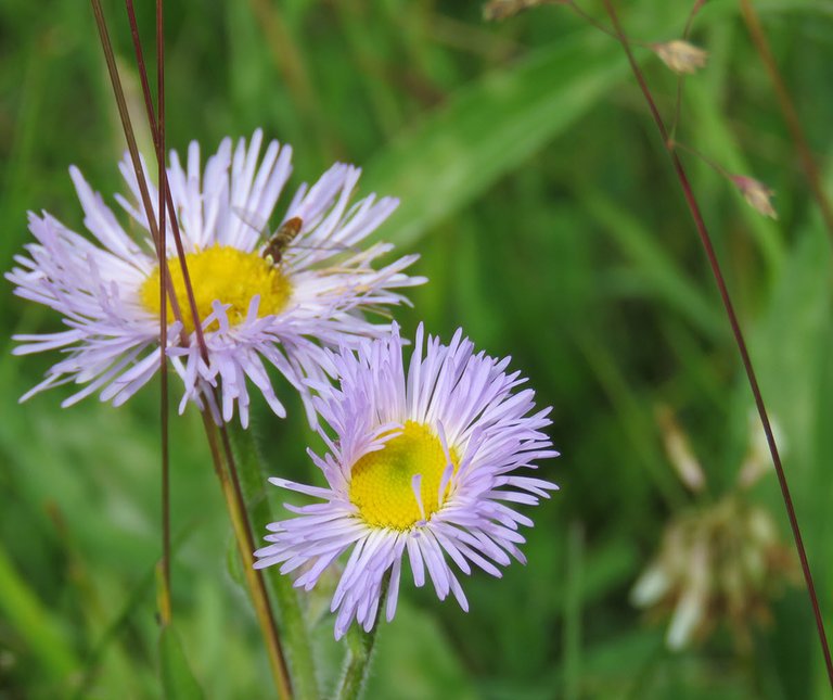 close up 2 fleabane flowers with a small pollinator on one.JPG