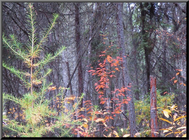 looking into woods past young tamarack to orange young mountain ash.JPG
