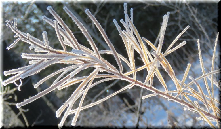 frosted fireweed seedhead.JPG