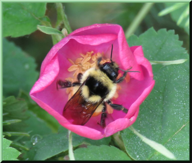 close up bumble bee in freshly open wild rose.JPG