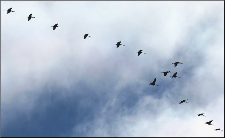 close up line of cranes in flight.JPG