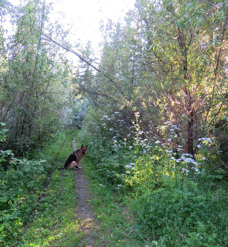 Bruno on lane sunling beaming through willows.JPG