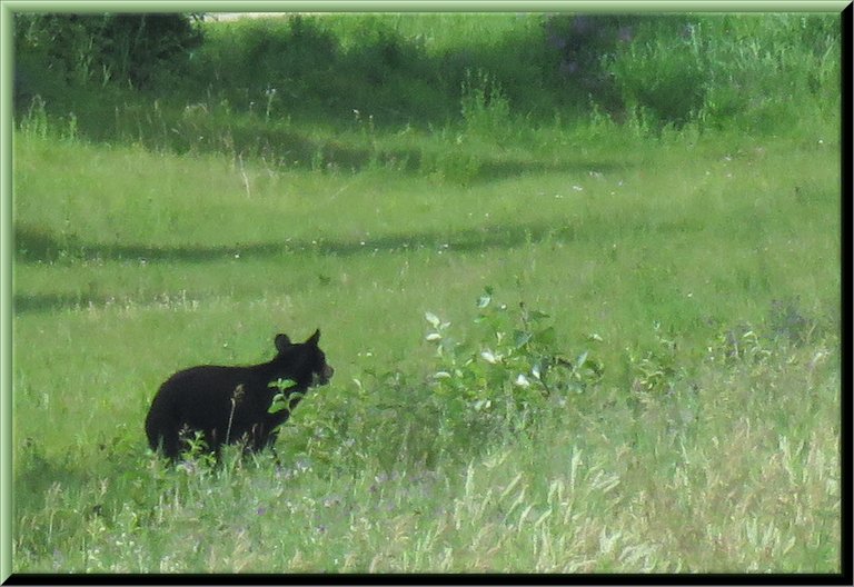 young black bear in grasses.JPG