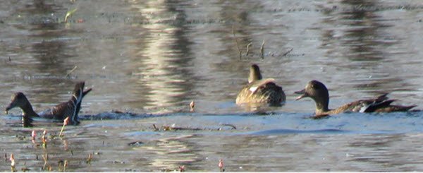 grey headed duck beak open seemingly chasing other grey duck looking into water.JPG