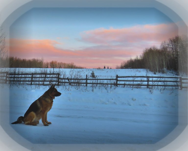 Bruno by pasture with sunset overhead.JPG