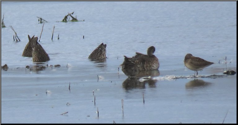 teal ducks 3 bottoms up along with shrike shore bird resting on 1 leg.JPG