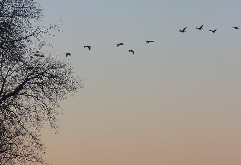 line of geese in flight in sunset colored sky.JPG