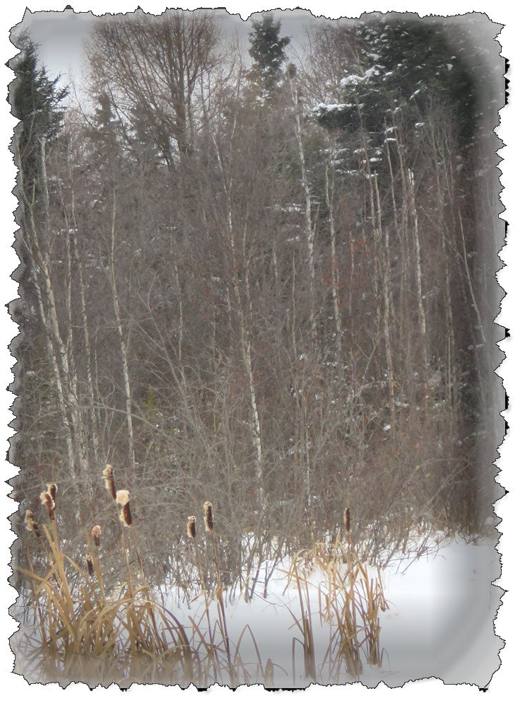 clump of bull rushes at edge of birch and spruce forest.JPG