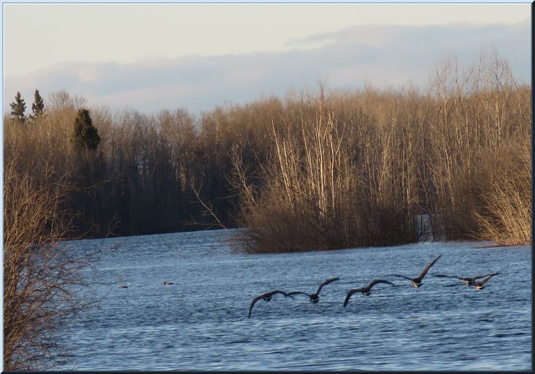 close up 6 Canada geese flying low over pond water.JPG