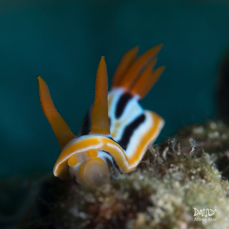 Chromodoris colemani 01 White.jpg