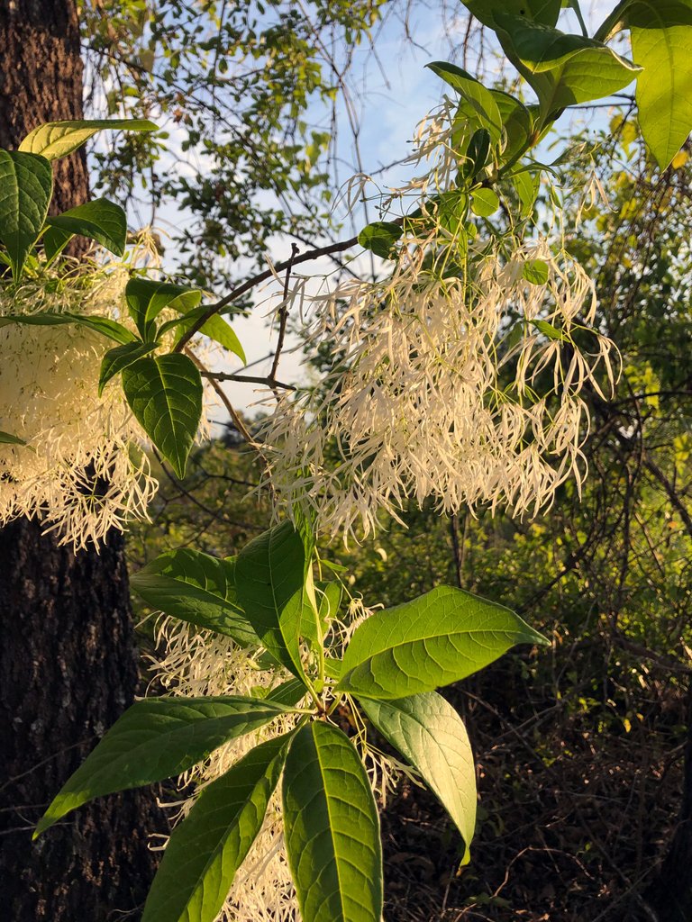 Shrub2.jpg